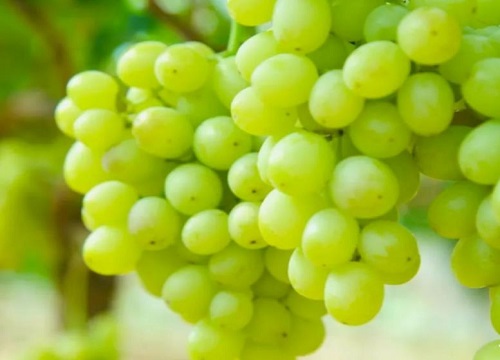 绿色葡萄品种有哪些