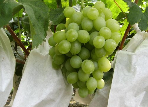 绿色葡萄品种有哪些