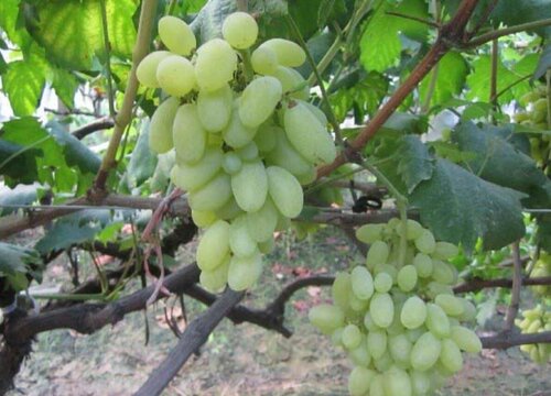 绿色葡萄品种有哪些