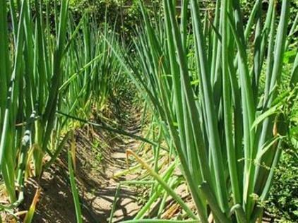 大葱锈病发病原因及症状表现