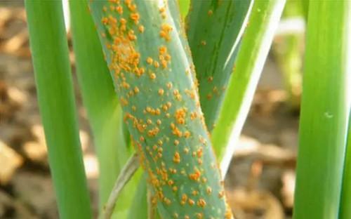 大葱锈病发病原因及症状表现