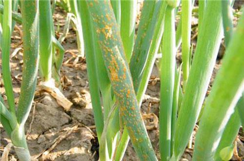 大葱锈病发病原因及症状表现