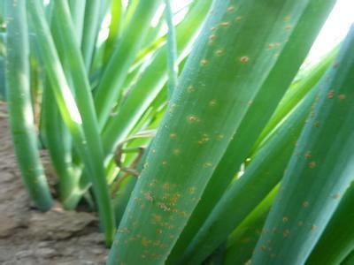 大葱锈病发病原因及症状表现