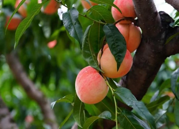 哪里的水蜜桃最好吃最出名