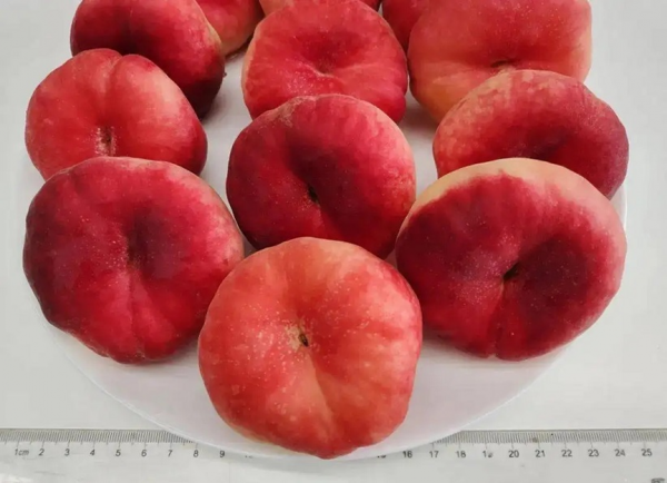 哪里的水蜜桃最好吃最出名