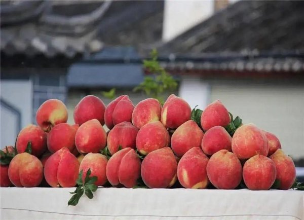 哪里的水蜜桃最好吃最出名