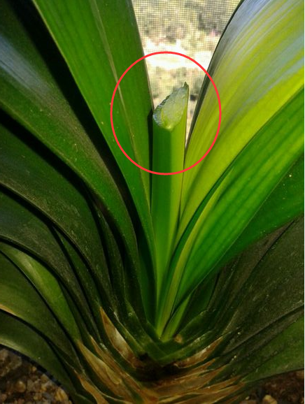 君子兰开完花后花箭怎么处理