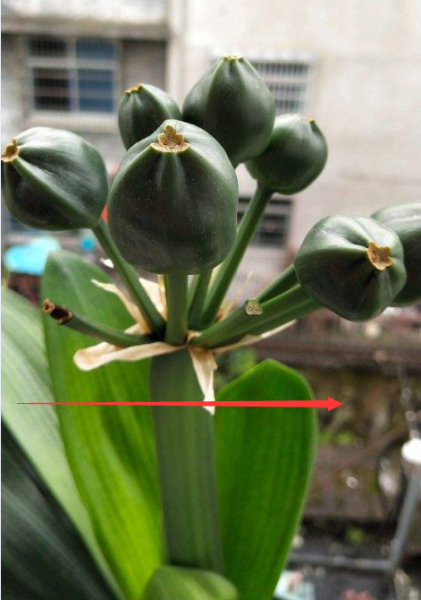 君子兰开完花后花箭怎么处理