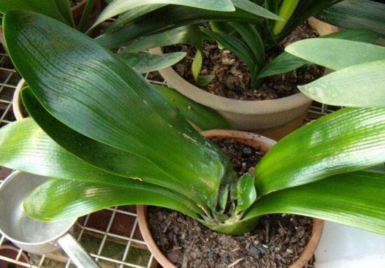 君子兰开完花后花箭怎么处理