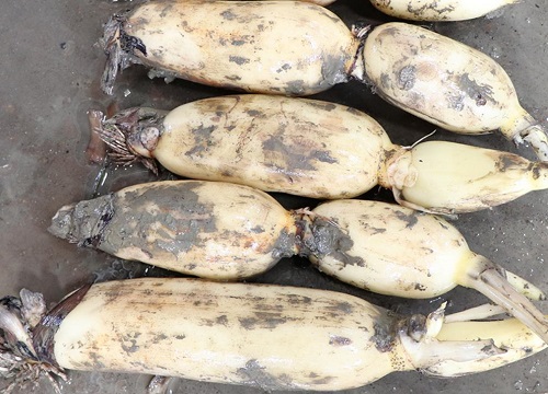 买莲藕怎么挑选好吃