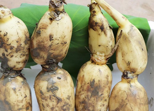 买莲藕怎么挑选好吃