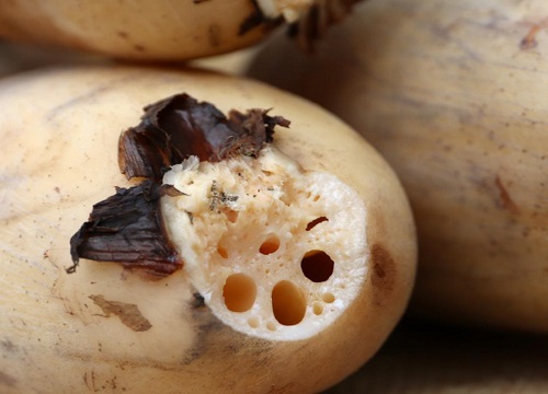 买莲藕怎么挑选好吃