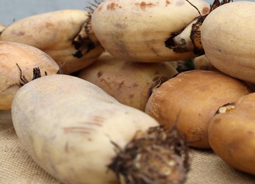 买莲藕怎么挑选好吃