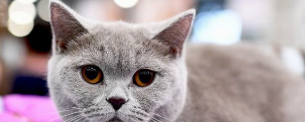 梦见家里来猫预示什么