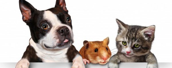 狗狗吃多了樱桃会怎样