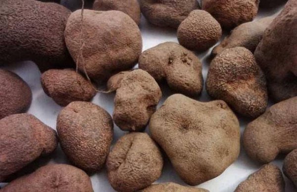 应声虫分别指的是哪一类人