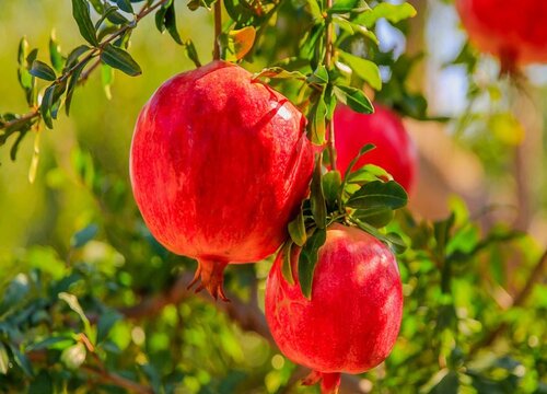 软籽石榴产地哪里的最好吃