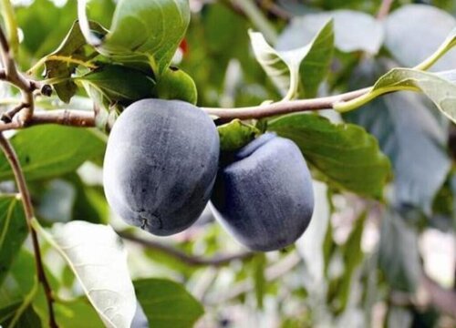 橘红果的功效与作用及食用方法