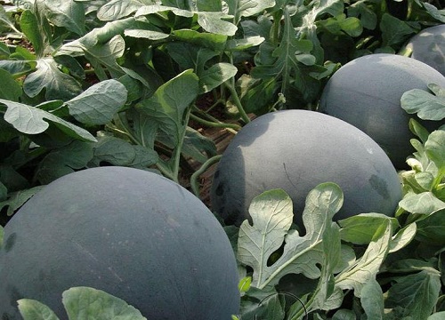 橘红果的功效与作用及食用方法