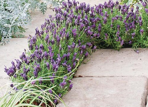 薰衣草花期是什么时候