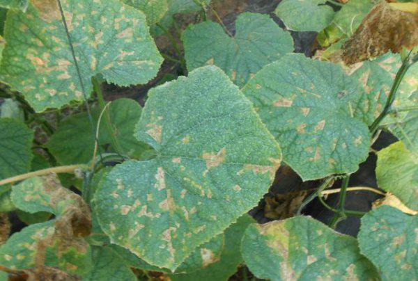 黄瓜开花时可以打药吗