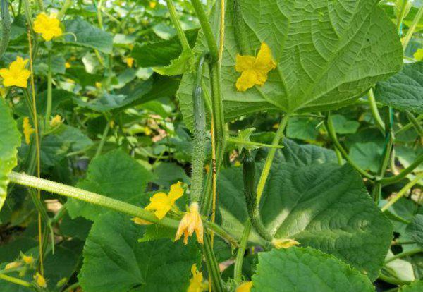 黄瓜开花时可以打药吗