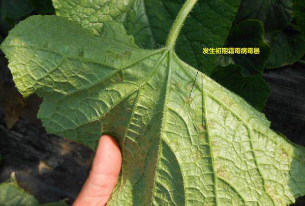 黄瓜开花时可以打药吗