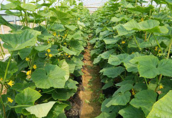 黄瓜开花时可以打药吗