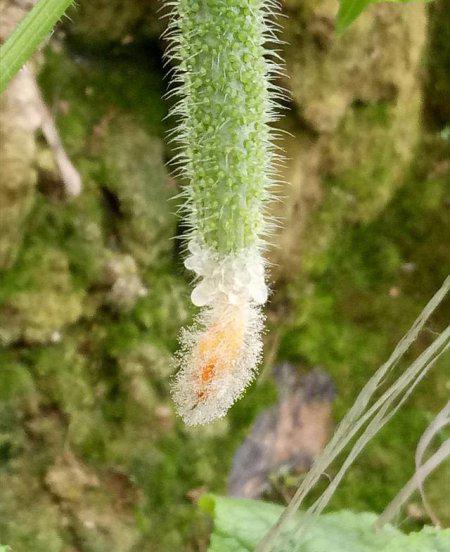 黄瓜开花时可以打药吗