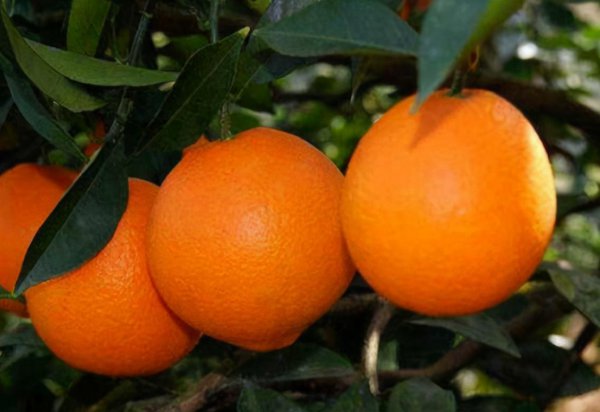 什么橙子最好吃最甜