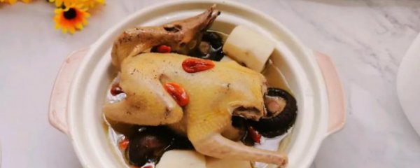 常吃鸽子有什么好处