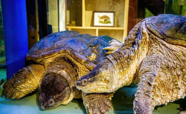 世界上最珍贵的动物排名