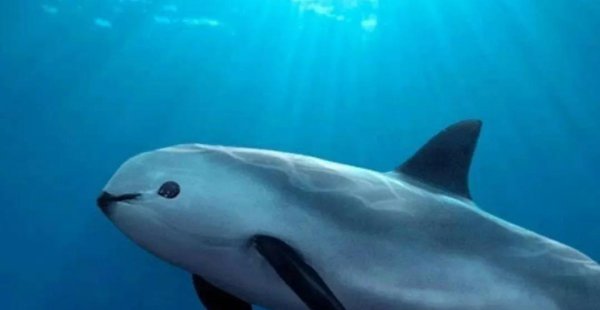 世界上最珍贵的动物排名