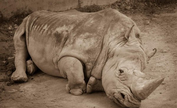 世界上最珍贵的动物排名