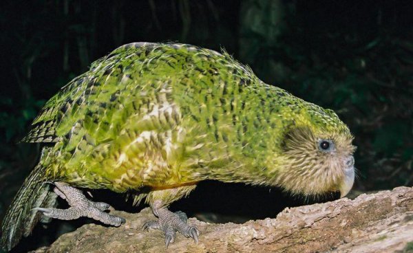 世界上最珍贵的动物排名