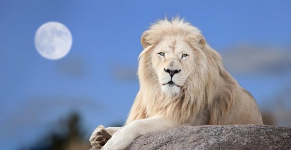 世界上最珍贵的动物排名