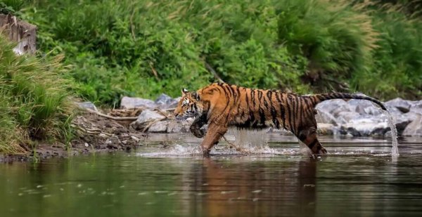 世界上最珍贵的动物排名