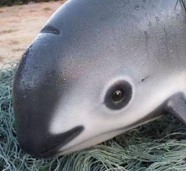 世界上最珍贵的动物排名