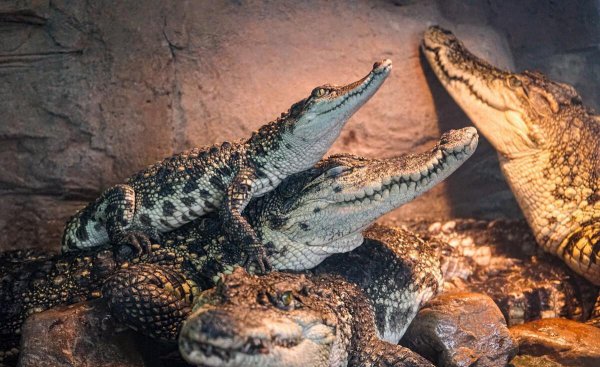 世界上最珍贵的动物排名