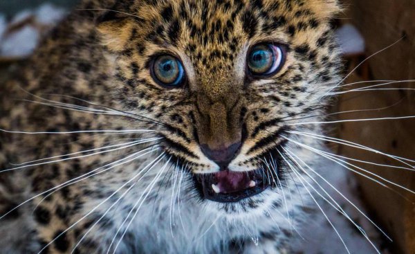 世界上最珍贵的动物排名