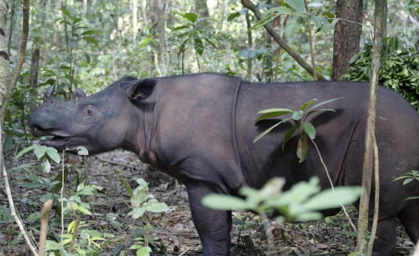 世界上最珍贵的动物排名