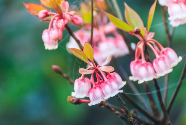 倒挂金钟的寓意和象征风水