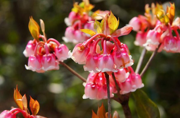 倒挂金钟的寓意和象征风水