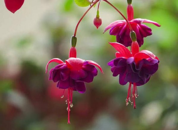 倒挂金钟的寓意和象征风水