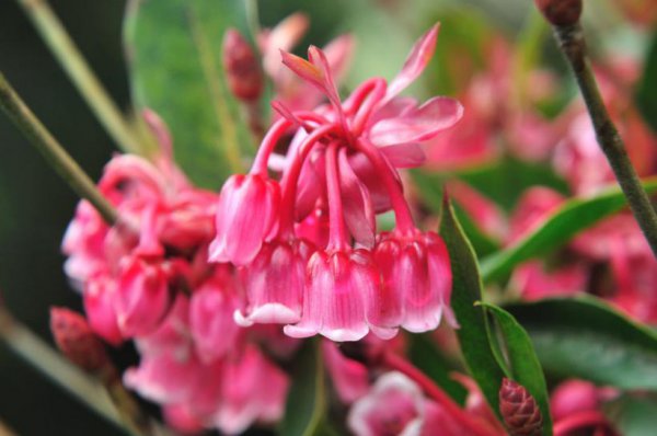 倒挂金钟的寓意和象征风水