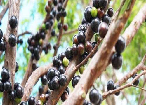 嘉宝果好吃吗 什么味道