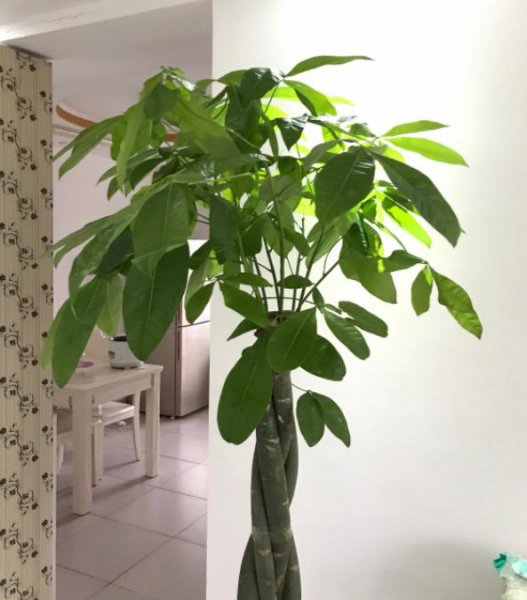 喜阴的室内植物有哪些