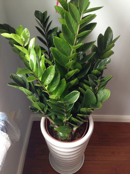 喜阴的室内植物有哪些