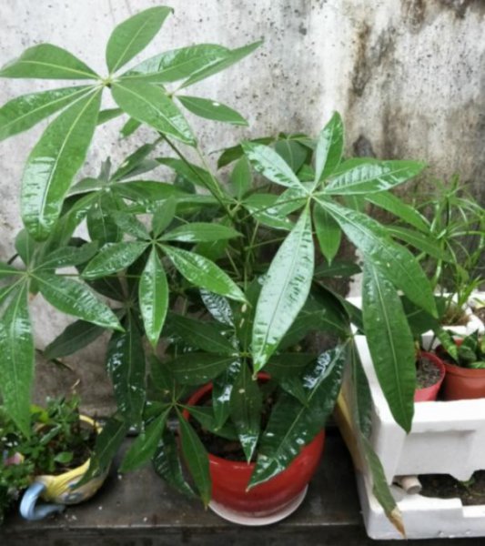 喜阴的室内植物有哪些