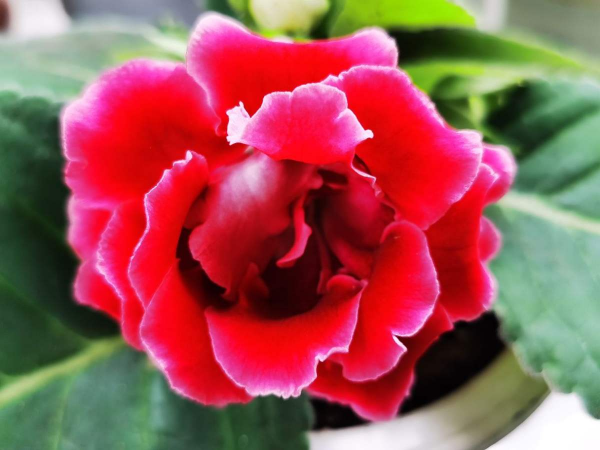 耐阴又容易开花的植物排名